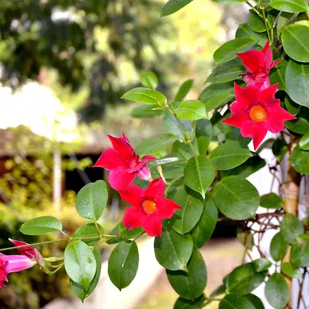 Du Parc 2* 캄보레방